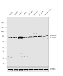 Invitrogen ARHGEF7 Polyclonal Antibody 100 &mu;L; Unconjugated:Antibodies,