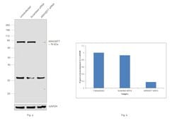 Invitrogen ARHGEF7 Polyclonal Antibody 100 &mu;L; Unconjugated:Antibodies,