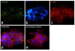 Invitrogen SEC31A Polyclonal Antibody 100 &mu;L | Buy Online | Invitrogen&trade; | Fisher Scientific