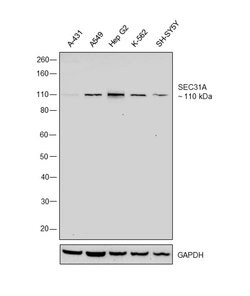 Invitrogen SEC31A Polyclonal Antibody 100 &mu;L | Buy Online | Invitrogen&trade; | Fisher Scientific