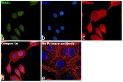 Invitrogen N-WASP Polyclonal Antibody 100 &mu;L; Unconjugated:Antibodies,
