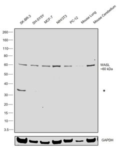 Invitrogen N-WASP Polyclonal Antibody 100 &mu;L; Unconjugated:Antibodies,