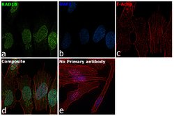 Invitrogen RAD18 Polyclonal Antibody 100 &mu;L; Unconjugated:Antibodies,