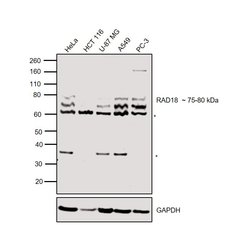 Invitrogen RAD18 Polyclonal Antibody 100 &mu;L; Unconjugated:Antibodies,