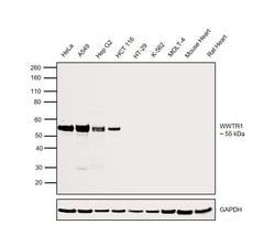 Invitrogen WWTR1 Polyclonal Antibody 100 &mu;L; Unconjugated:Antibodies,