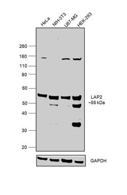 Invitrogen LAP2 Polyclonal Antibody 100 &mu;L; Unconjugated:Antibodies,