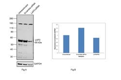 Invitrogen LAP2 Polyclonal Antibody 100 &mu;L; Unconjugated:Antibodies,