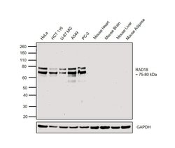 Invitrogen RAD18 Polyclonal Antibody 100 &mu;L; Unconjugated:Antibodies,