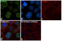 Invitrogen HEXIM1 Polyclonal Antibody 100 &mu;L; Unconjugated:Antibodies,