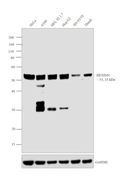 Invitrogen HEXIM1 Polyclonal Antibody 100 &mu;L; Unconjugated:Antibodies,