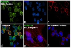 Invitrogen&trade;&nbsp;ALDH1A2 Polyclonal Antibody