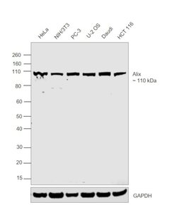 Invitrogen Alix Polyclonal Antibody 100 &mu;L; Unconjugated:Antibodies,