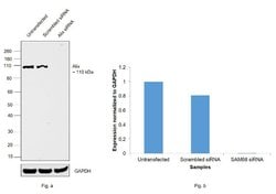 Invitrogen Alix Polyclonal Antibody 100 &mu;L; Unconjugated:Antibodies,