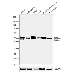Invitrogen PARD6B Polyclonal Antibody 100 &mu;L; Unconjugated:Antibodies,