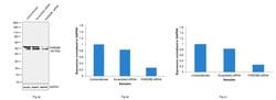 Invitrogen PARD6B Polyclonal Antibody 100 &mu;L; Unconjugated:Antibodies,