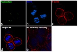 Invitrogen Pericentrin Polyclonal Antibody 100 &mu;L; Unconjugated:Antibodies,