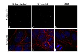 Invitrogen Pericentrin Polyclonal Antibody 100 &mu;L; Unconjugated:Antibodies,