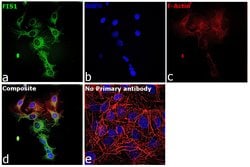 Invitrogen FIS1 Polyclonal Antibody 100 &mu;L; Unconjugated:Antibodies,