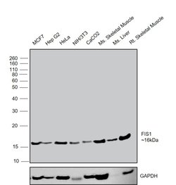 Invitrogen FIS1 Polyclonal Antibody 100 &mu;L; Unconjugated:Antibodies,