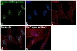 Invitrogen Nuclear Matrix Protein p84 Polyclonal Antibody 100 &mu;L; Unconjugated:Antikörper