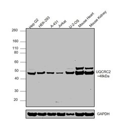 Invitrogen UQCRC2 Polyclonal Antibody 100 &mu;L; Unconjugated:Antibodies,