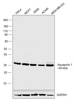 Invitrogen Aquaporin 1 Polyclonal Antibody 100 &mu;L; Unconjugated:Antibodies,