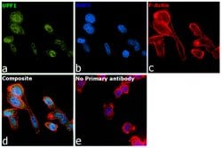 Invitrogen UPF1 Polyclonal Antibody 100 &mu;L; Unconjugated:Antibodies,