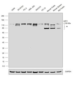 Invitrogen UPF1 Polyclonal Antibody 100 &mu;L; Unconjugated:Antibodies,