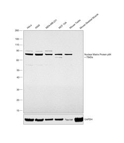 Invitrogen Nuclear Matrix Protein p84 Polyclonal Antibody 100 &mu;L; Unconjugated:Antibodies,