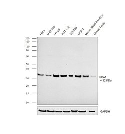 Invitrogen PPA1 Polyclonal Antibody 100 &mu;L; Unconjugated:Antibodies,
