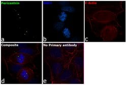 Invitrogen Pericentrin Polyclonal Antibody 100 &mu;L; Unconjugated:Antibodies,