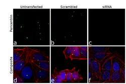 Invitrogen Pericentrin Polyclonal Antibody 100 &mu;L; Unconjugated:Antibodies,