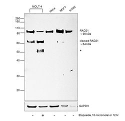 Invitrogen RAD21 Polyclonal Antibody 100 &mu;L; Unconjugated:Antibodies,