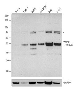 WIPI2 Polyclonal Antibody:Antibodies, Polyclonal