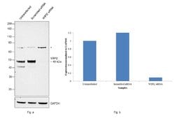 WIPI2 Polyclonal Antibody:Antibodies, Polyclonal