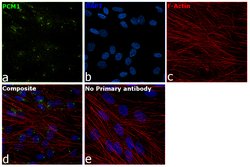 Invitrogen PCM1 Polyclonal Antibody 100 &mu;L; Unconjugated:Antibodies,