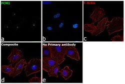 Invitrogen PCM1 Polyclonal Antibody 100 &mu;L; Unconjugated:Antibodies,