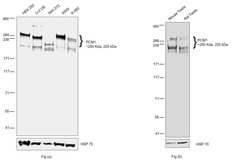 Invitrogen PCM1 Polyclonal Antibody 100 &mu;L; Unconjugated:Antibodies,