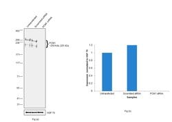 Invitrogen PCM1 Polyclonal Antibody 100 &mu;L; Unconjugated:Antibodies,