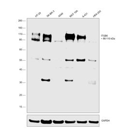Invitrogen ITGB6 Polyclonal Antibody 100 &mu;L; Unconjugated:Antibodies,