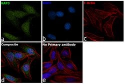 Invitrogen KAP3 Polyclonal Antibody 100 &mu;L; Unconjugated:Antikroppar