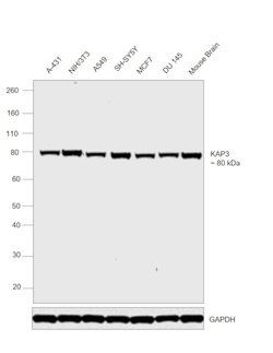 Invitrogen KAP3 Polyclonal Antibody 100 &mu;L; Unconjugated:Antikroppar