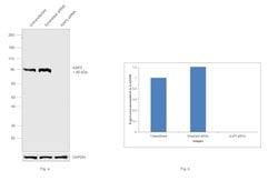 Invitrogen KAP3 Polyclonal Antibody 100 &mu;L; Unconjugated:Antikroppar