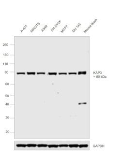 Invitrogen KAP3 Polyclonal Antibody 100 &mu;L; Unconjugated:Antibodies,