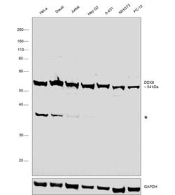 Invitrogen DDX6 Polyclonal Antibody 100 &mu;L; Unconjugated:Antibodies,