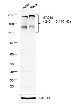 Invitrogen MYO10 Polyclonal Antibody 100 &mu;L; Unconjugated:Antibodies,