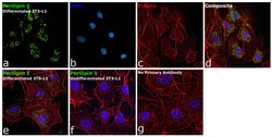 Invitrogen Perilipin 1 Polyclonal Antibody 100 &mu;L; Unconjugated:Antibodies,
