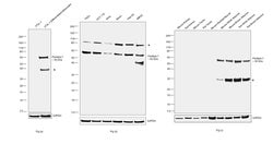 Invitrogen Perilipin 1 Polyclonal Antibody 100 &mu;L; Unconjugated:Antibodies,