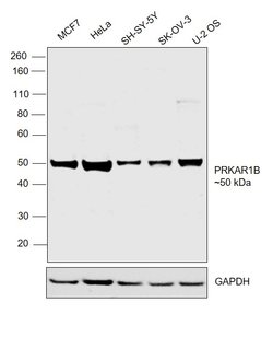 Invitrogen PRKAR1B Polyclonal Antibody 100 &mu;L; Unconjugated:Antibodies,