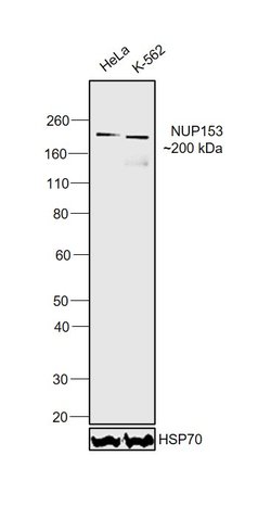 Invitrogen NUP153 Polyclonal Antibody 100 &mu;L; Unconjugated:Antibodies,